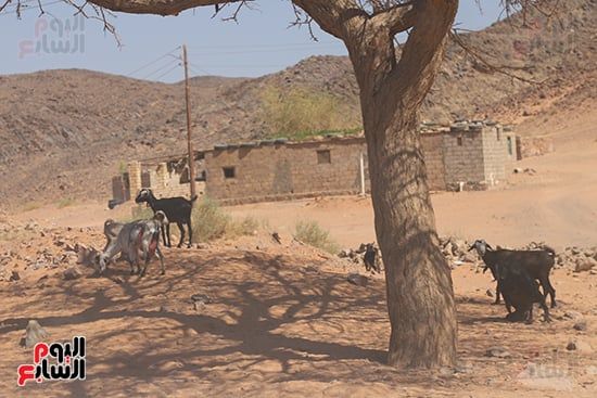 تنتشر بين الجبال تنتشر بين الجبال