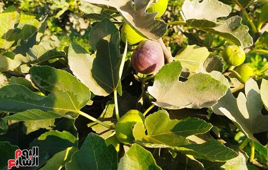جمال-التيم جمال-التيم