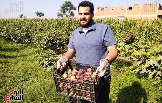 فرحة-الحصاد فرحة-الحصاد