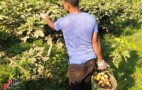 قفة-التين قفة-التين