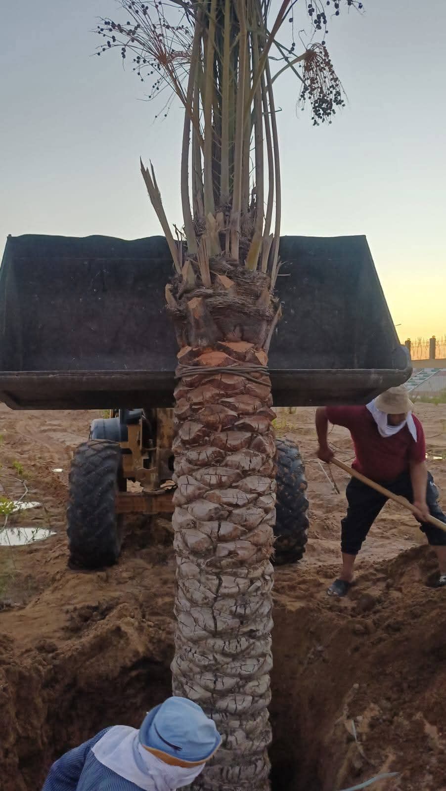 زراعة اشجار النخيل بالخارجة