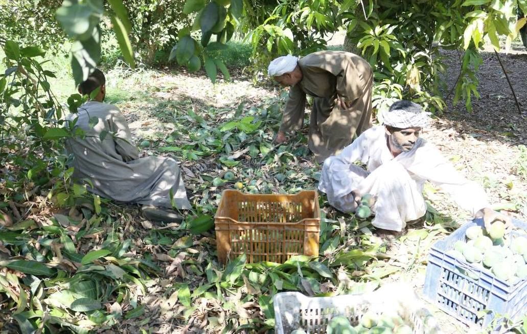 العمال خلال الحصاد بمزرعة الملك فاروق بالأقصر
