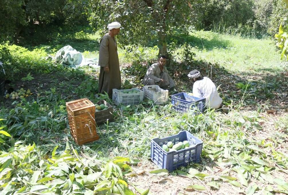 عمليات الحصاد اليومية للمانجا بمزرعة الملك فاروق بالأقصر
