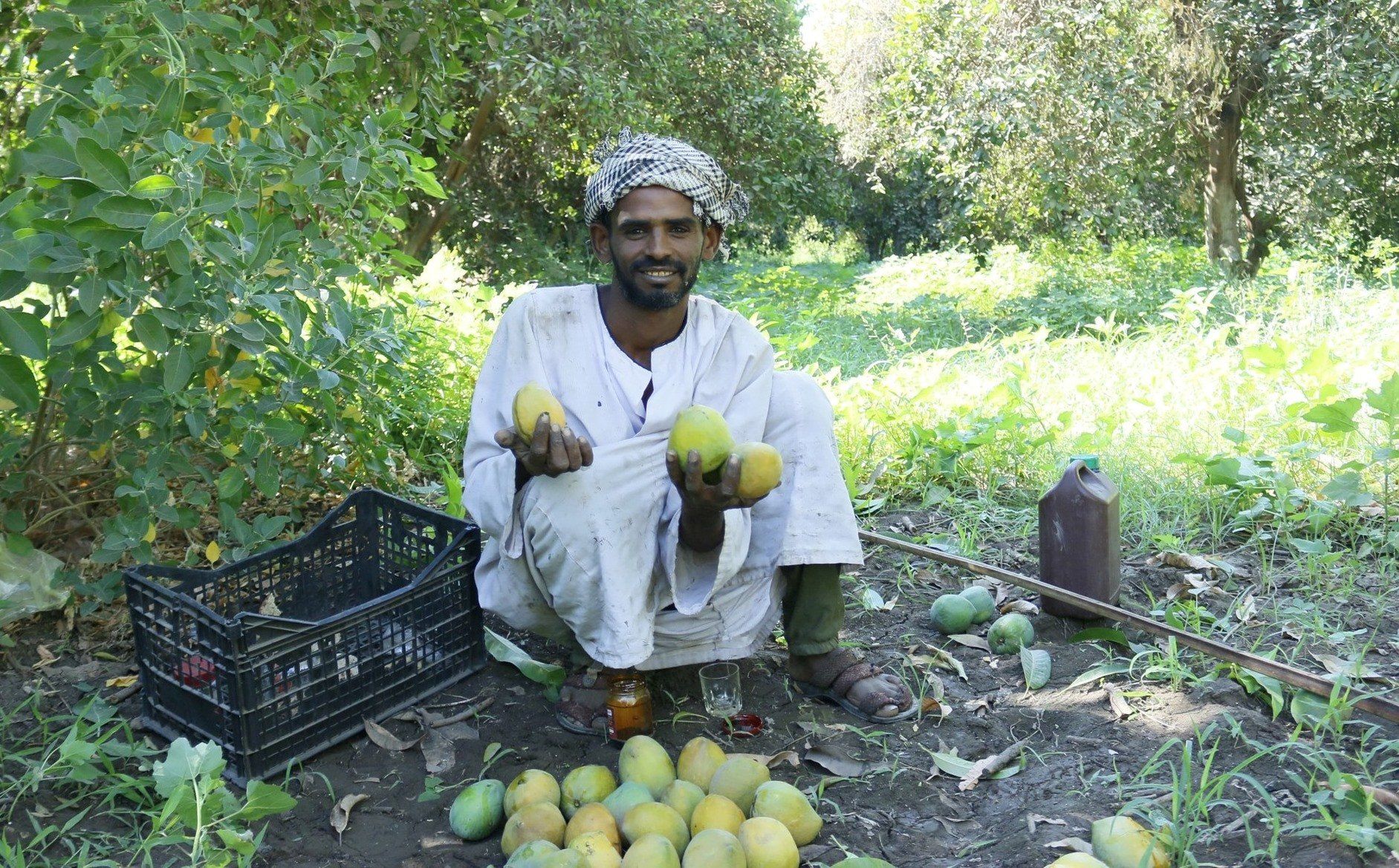 فرحة موسم حصاد المانجا فى مزرعة الملك فاروق