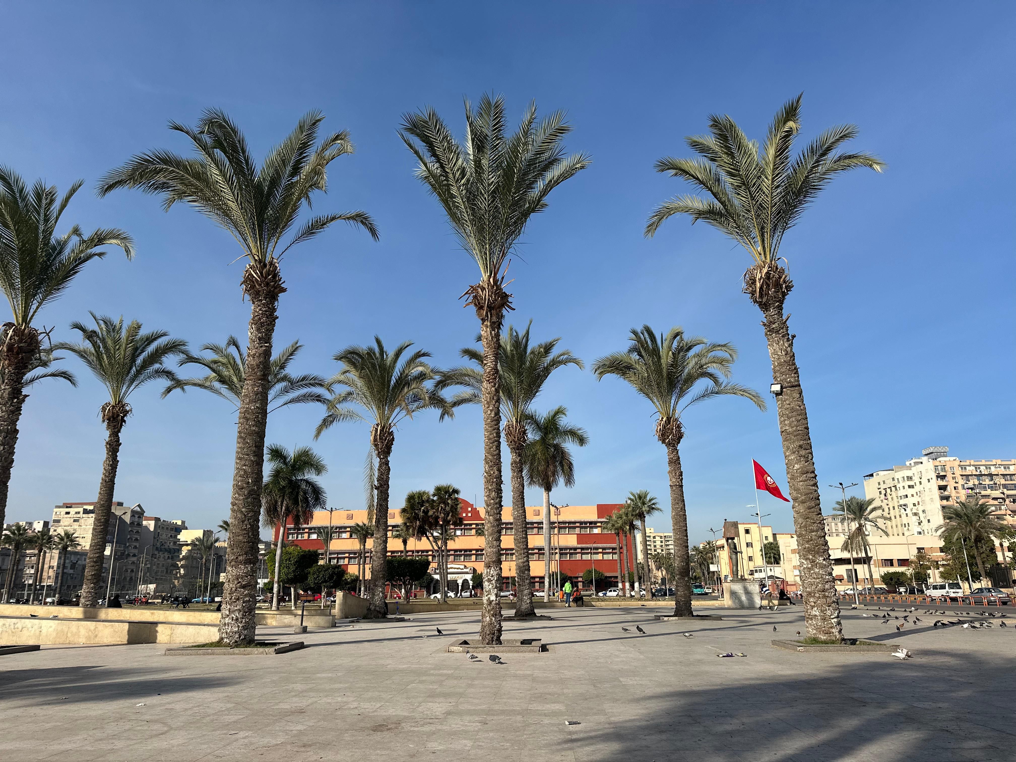 نخيل ميدان الشهداء