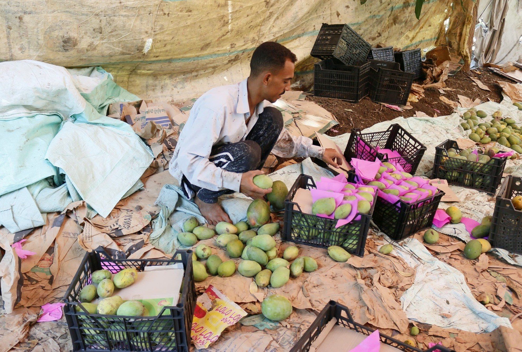 تجميع كميات المانجا داخل مزرعة الملك فاروق بالأقصر