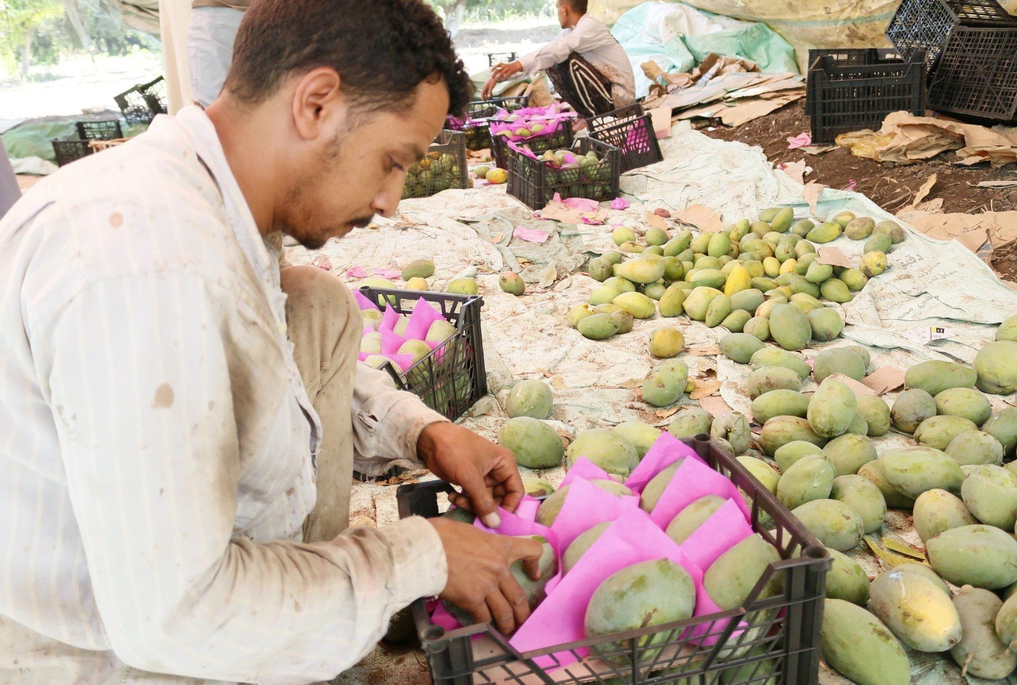 العمال خلال تجهيز المانجا بمزرعة الملك فاروق بالأقصر