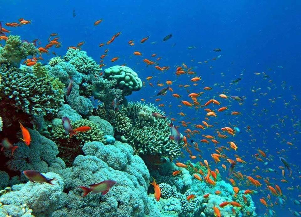 جمال أعماق البحر الأحمر جمال أعماق البحر الأحمر