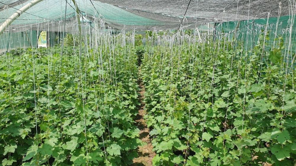 خسائرها تصل إلى 90%.. حلول عملية من