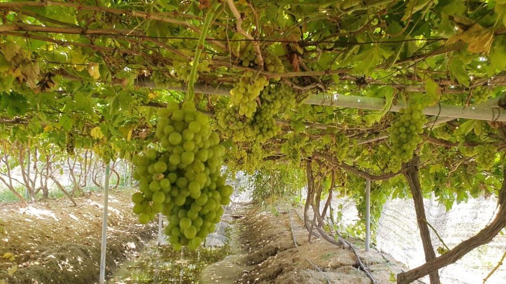خسائرها تصل إلى 90%.. حلول عملية من