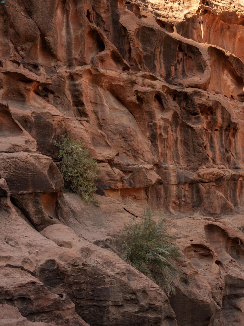 ولادة أول