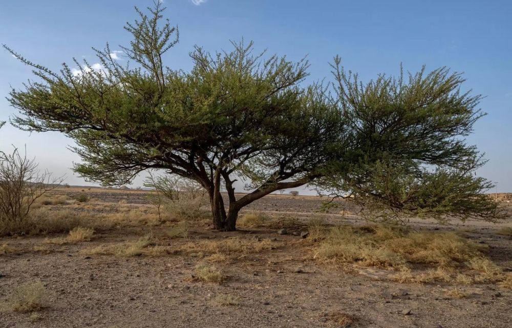 أشجار القرض في نجران.. ارتباط وثيق بالحياة اليومية للإنسان قديمًا - واس