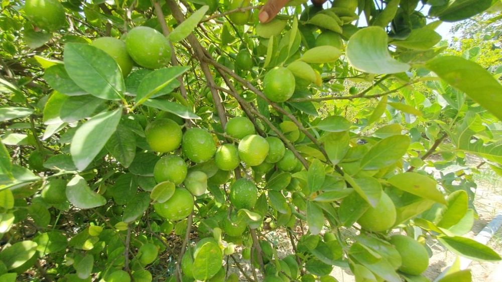 ”زراعة الشرقية“: تكنولوجيا حديثة لمراقبة الحرارة وتحديد أوقات الري