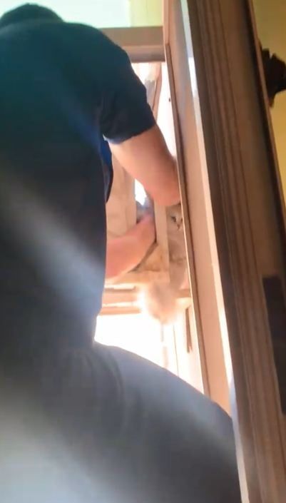 انقاذ قطة معلقة أعلى وحدة تكييف خارجى لعقار (3) انقاذ قطة معلقة أعلى وحدة تكييف خارجى لعقار (3)