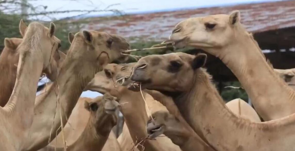الإبل فى الصومال (2) الإبل فى الصومال (2)