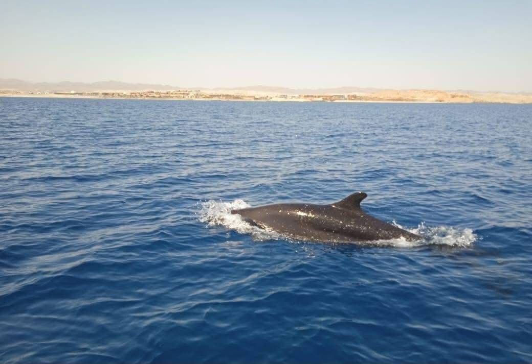 القاتل الكاذب بشواطئ مرسى علم