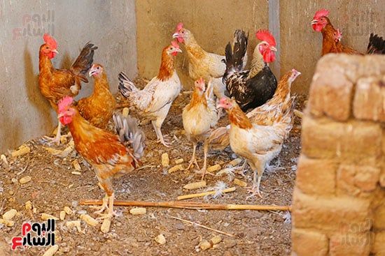 تربية الدواجن والطيور تربية الدواجن والطيور