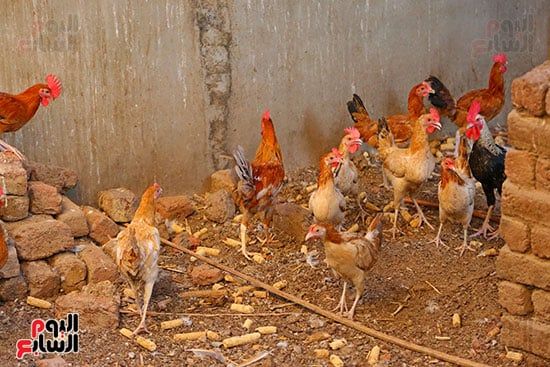رعاية الطيور رعاية الطيور