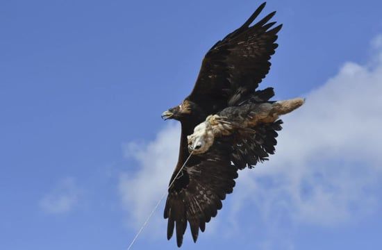 قيرغيزستان الصيادين التقليديين مع النسور في مهرجان سالبورون (9)