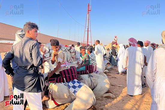 سباقات-الهجن سباقات-الهجن