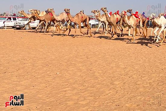 سباق-الهجن-فى-العلمين سباق-الهجن-فى-العلمين