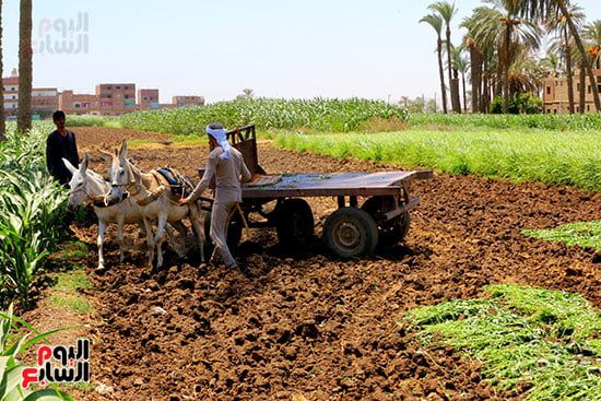 مشهد يختصر جمال الريف وبساطته مشهد يختصر جمال الريف وبساطته