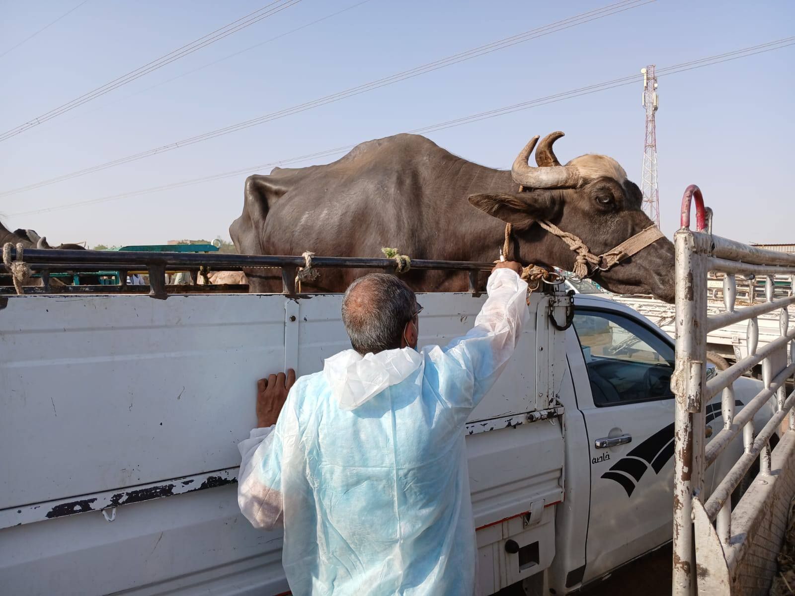 بيطرى الأقصر تحصن الماشية في الأسواق الأسبوعية بيطرى الأقصر تحصن الماشية في الأسواق الأسبوعية