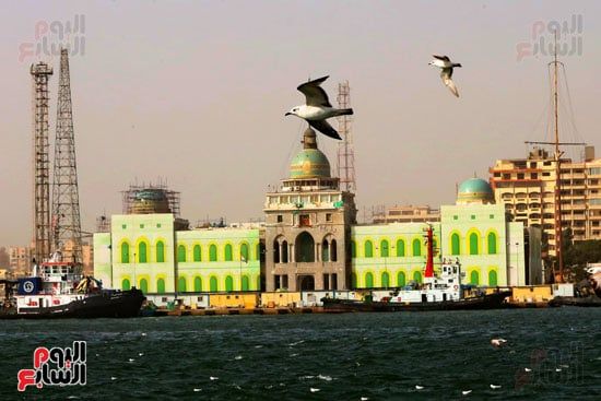 طيور النورس بالقناة