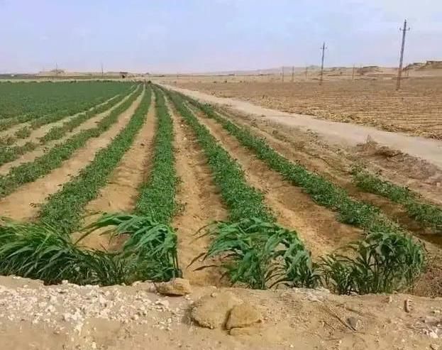 دعم المزارعين بالقرى والنجوع عبر علاج 40 فدان من دودة القصب الكبيرة دعم المزارعين بالقرى والنجوع عبر علاج 40 فدان من دودة القصب الكبيرة