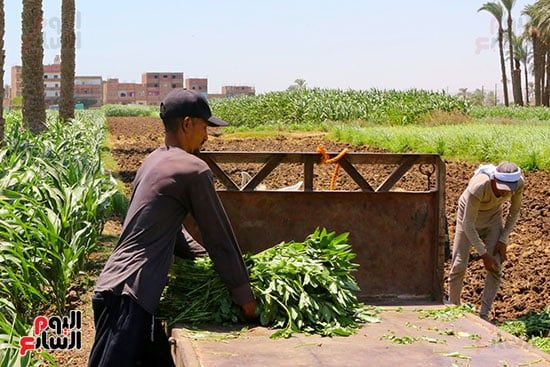 الملوخية من الأرض إلى الأسواق الملوخية من الأرض إلى الأسواق