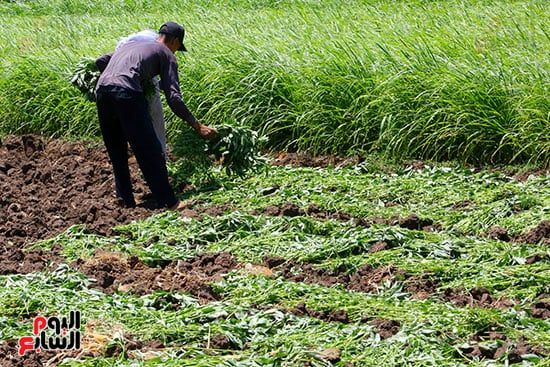 حصاد الملوخية وفرشها على الأرض الزراعية على شكل حُزم حصاد الملوخية وفرشها على الأرض الزراعية على شكل حُزم