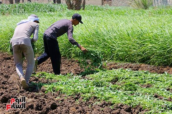 حصاد الملوخية حصاد الملوخية