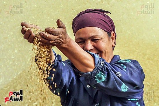 سيدة اثناء حصاد القمح