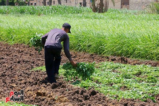 خضرة الذهب الأخضر خضرة الذهب الأخضر