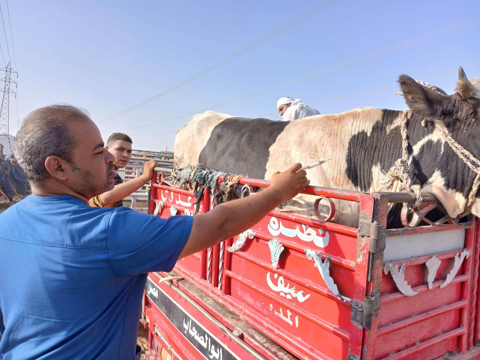 تحصين الماشية في الأسواق الأسبوعية بالحملة القومية ضد الحمى القلاعية تحصين الماشية في الأسواق الأسبوعية بالحملة القومية ضد الحمى القلاعية