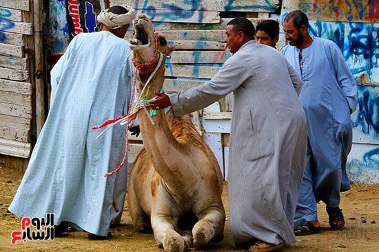 اليوم العالمى للتصوير (11) اليوم العالمى للتصوير (11)