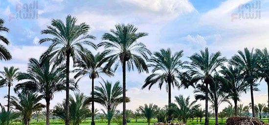 الريف المصري (1) الريف المصري (1)
