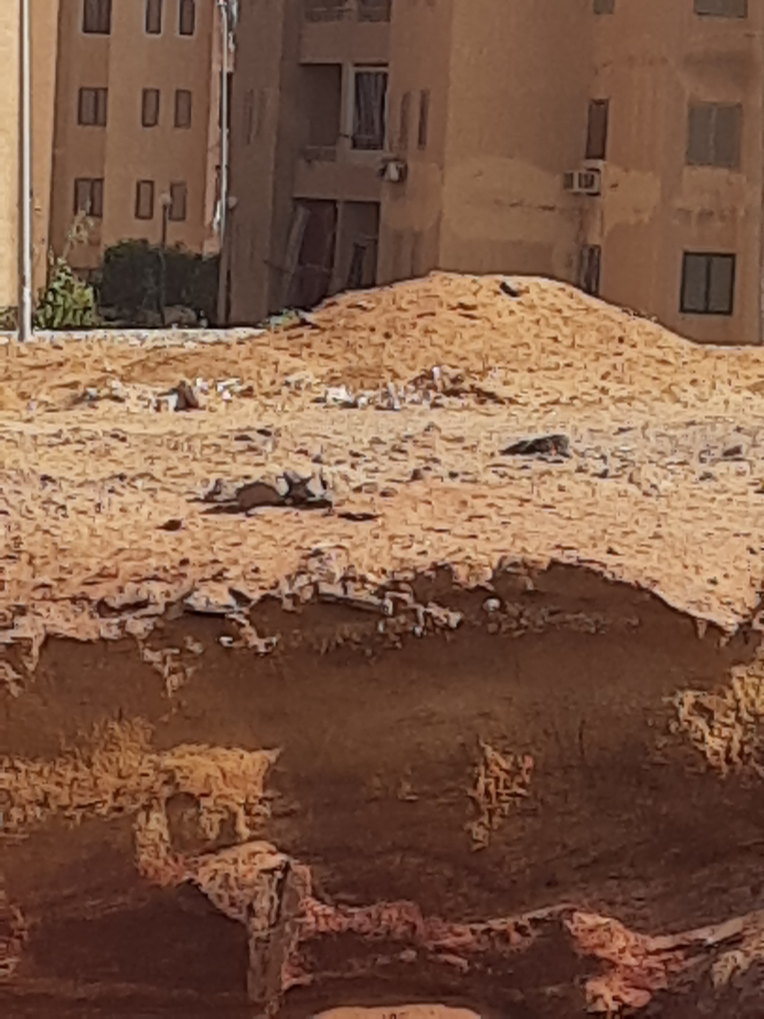 نقص التشجير (1)