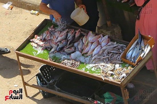 سوق السمك (5)