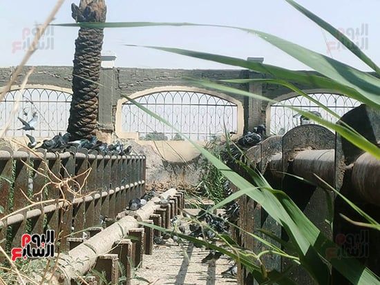 تربية-الحمام-بقنا تربية-الحمام-بقنا
