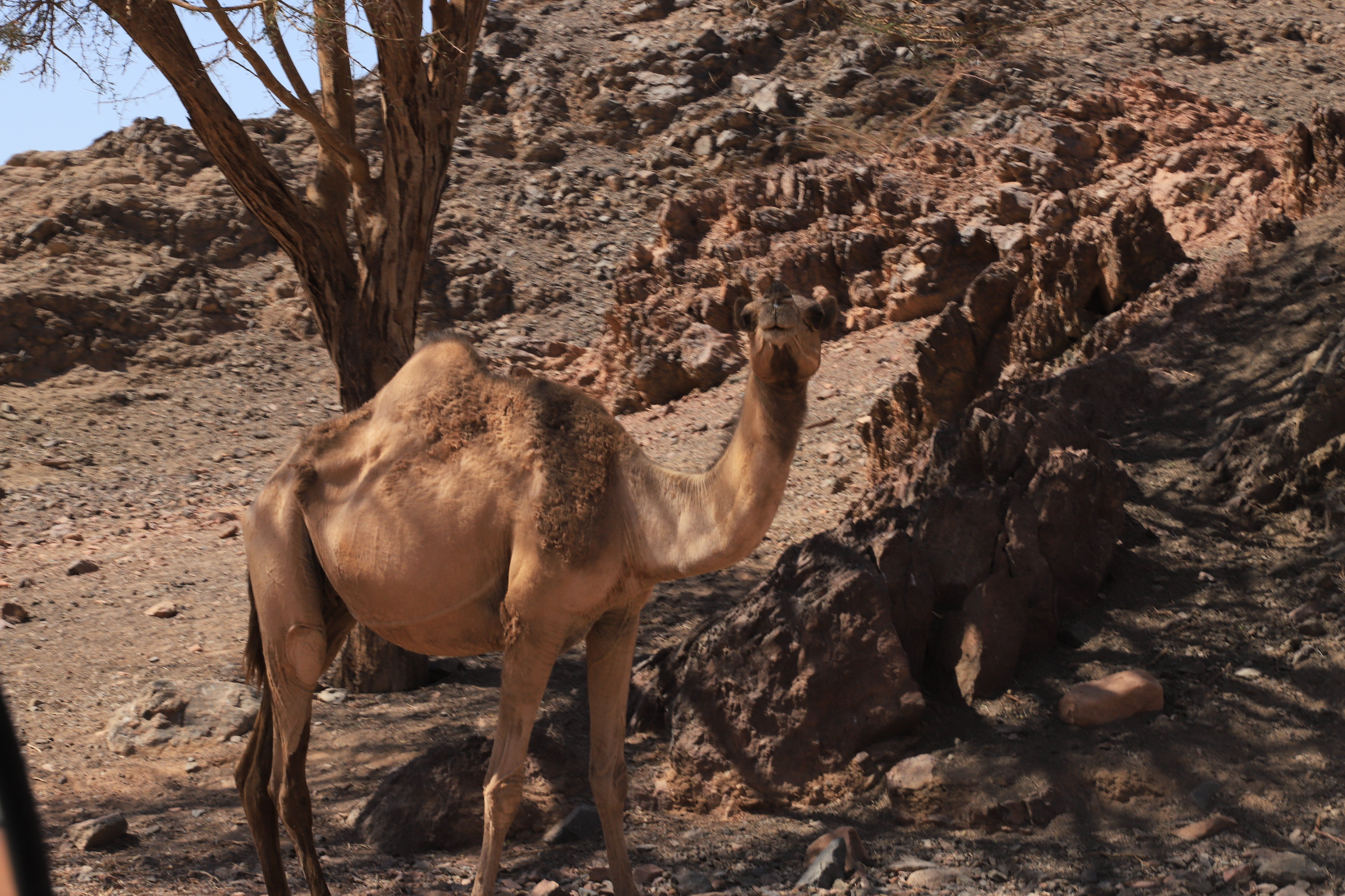 في حضن الجبال في حضن الجبال