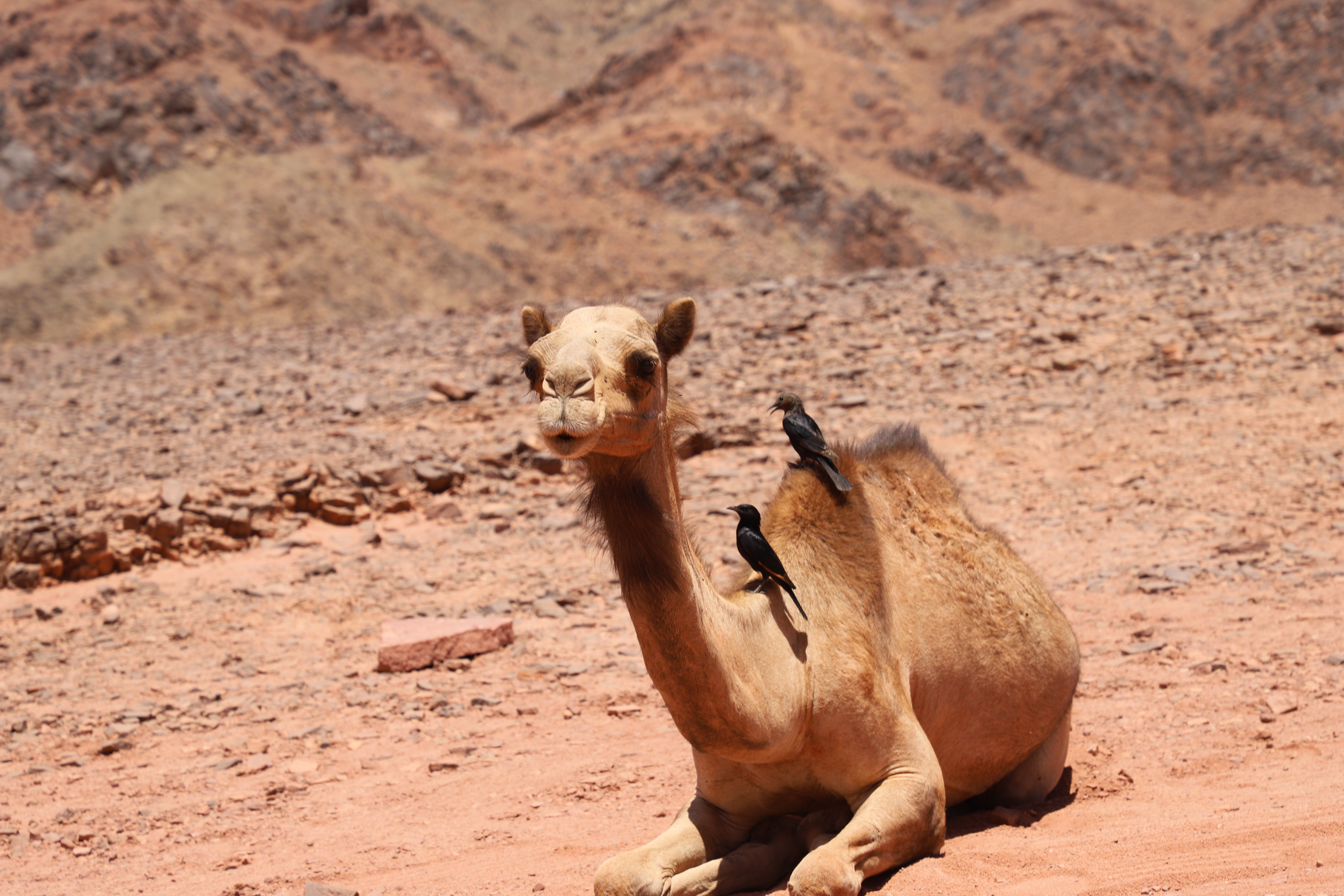 الجمل والطير الجمل والطير