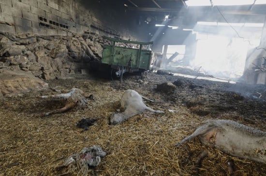 صور حرائق الغابات في أوروبا تشرد الآلاف بينما ينضم السكان إلى جهود مكافحة النيران (12) صور حرائق الغابات في أوروبا تشرد الآلاف بينما ينضم السكان إلى جهود مكافحة النيران (12)