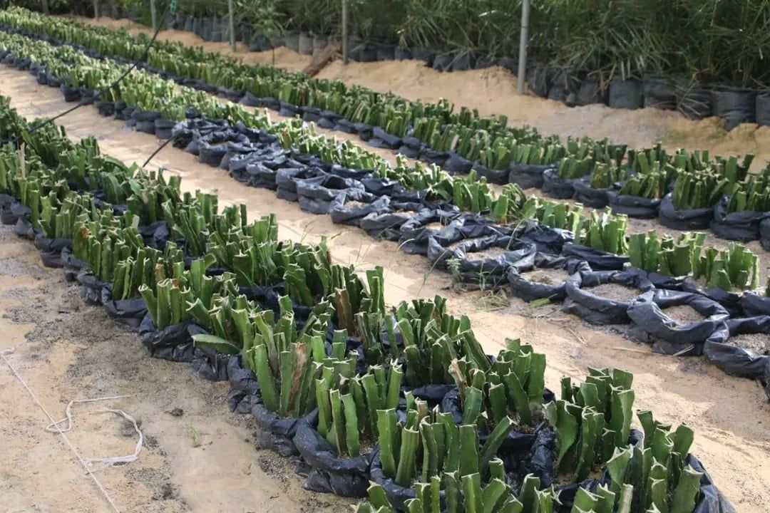 مشاتل الدراجون فروت مشاتل الدراجون فروت