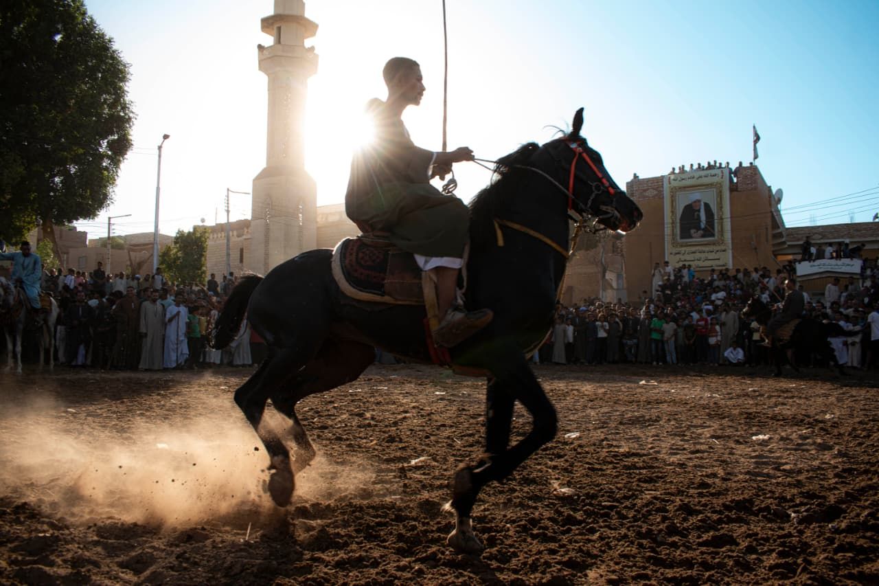 عروض مبهجة للخيول فى المولد النبوى بالأقصر عروض مبهجة للخيول فى المولد النبوى بالأقصر