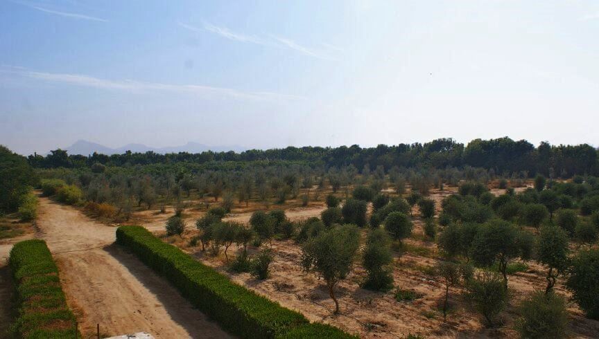 الغابات الشجرية في شرق وغرب الأقصر بوابة معالجة مياه الصرف الغابات الشجرية في شرق وغرب الأقصر بوابة معالجة مياه الصرف