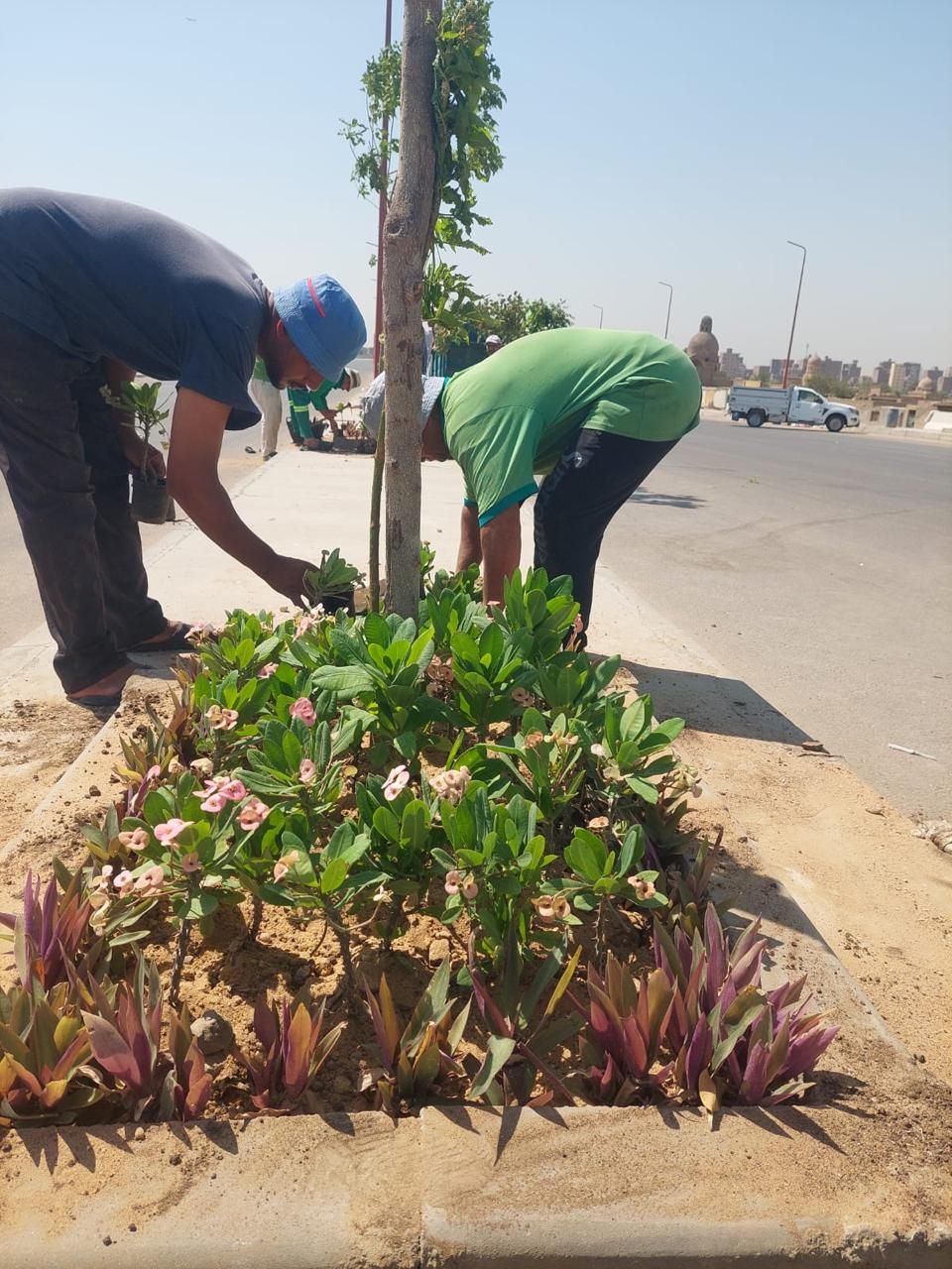 زراعة محور صلاح سالم الجديد ضمن مبادرة 100 مليون شجرة
