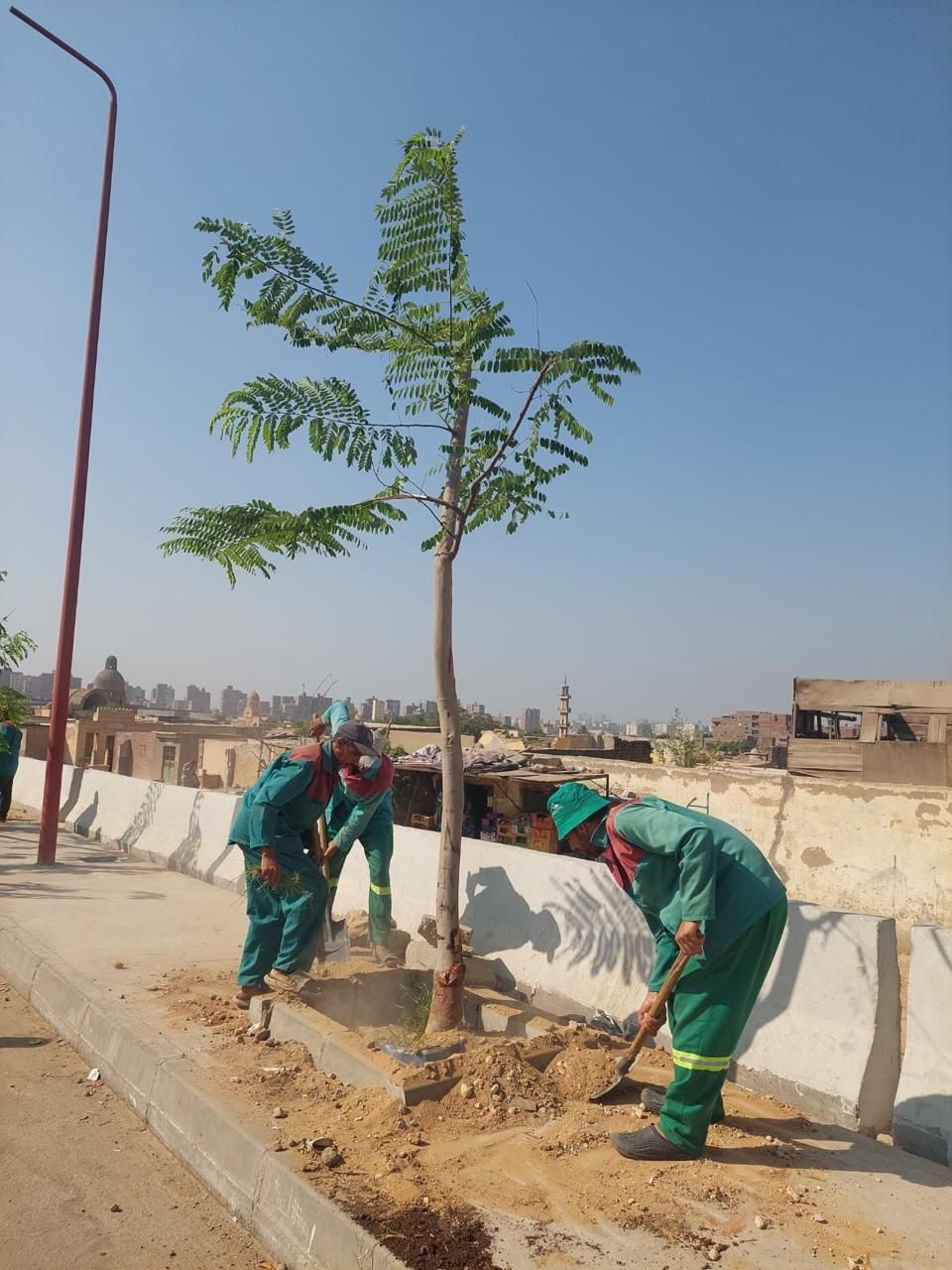 زراعة الأشجار
