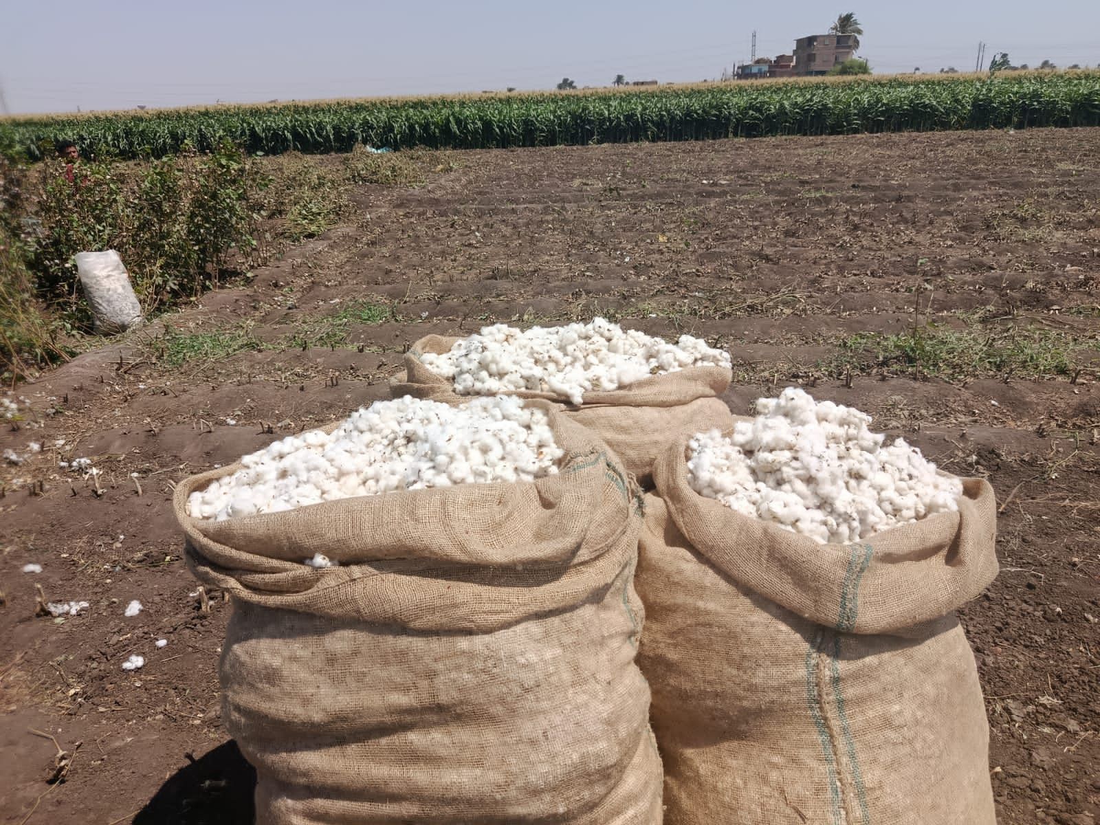 جنى القطن فى أسيوط جنى القطن فى أسيوط