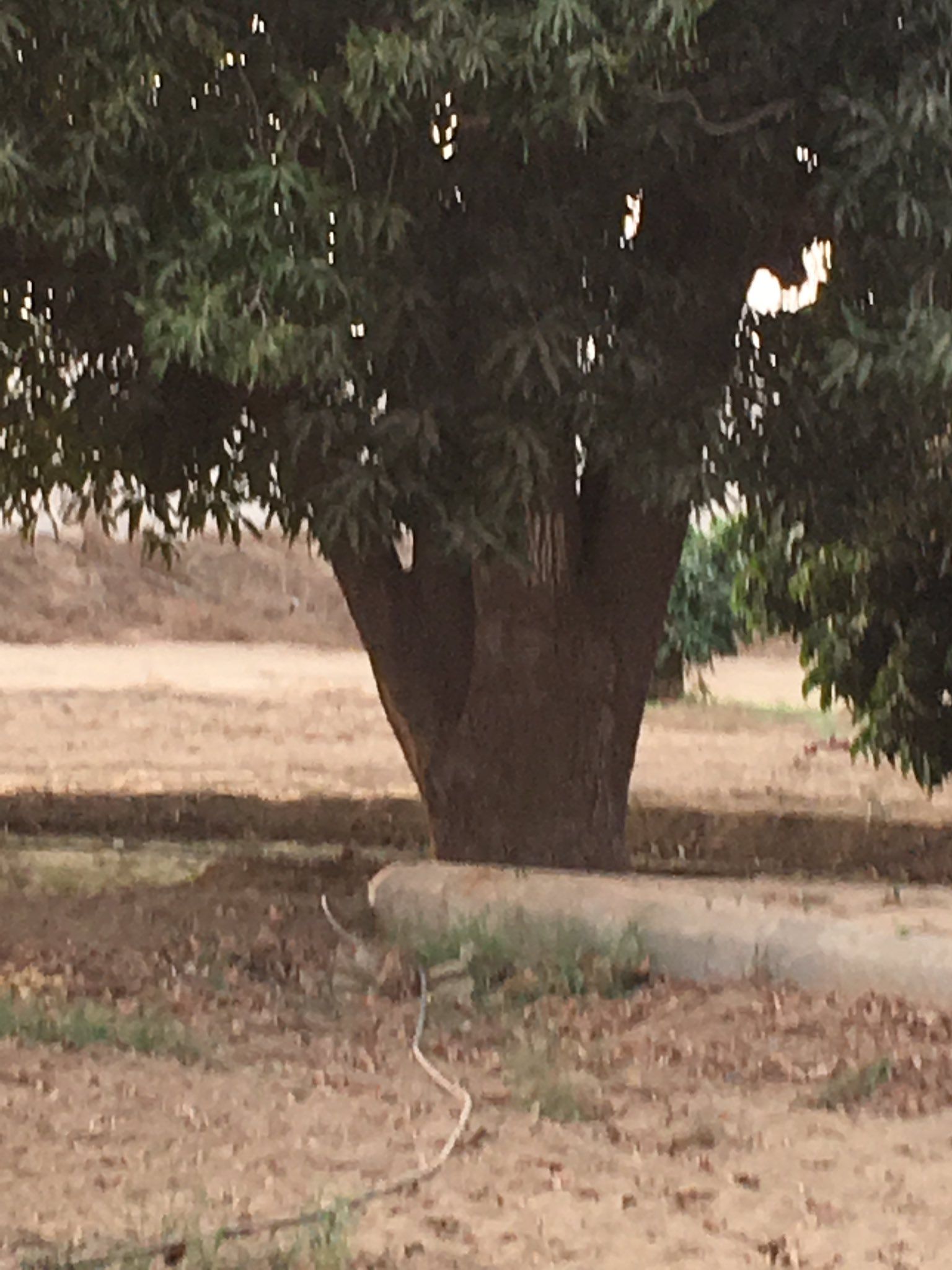 سقوط شجرة يكبد الحكومة البريطانية 330 ألف دولار